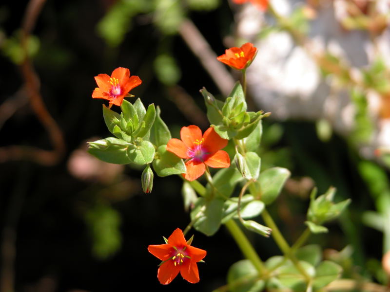 Lysimachia (=Anagallis) arvensis